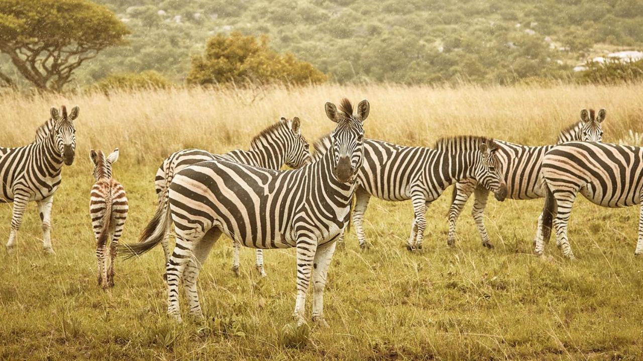 Nkomazi Game Reserve By Newmark Badplaas Ngoại thất bức ảnh